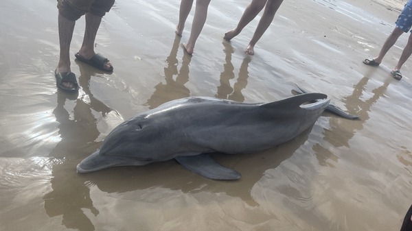 A dolphin stranded on a Texas beach dies after beachgoers attempted to ride it